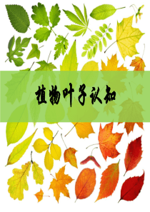 《生物与生活》第一课：植物叶子认知