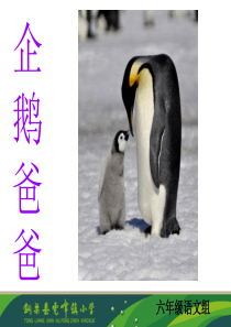 2014西师版小学语文六下册《企鹅爸爸》课件