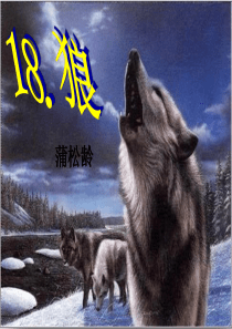 18.《狼》ppt课件(61页)
