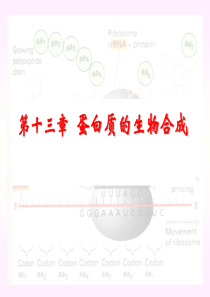 巫-第十三章蛋白质的生物合成