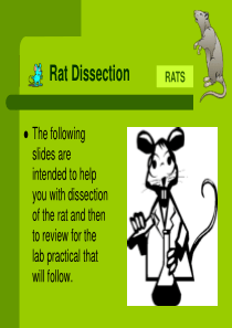 大鼠解剖图谱―中英文
