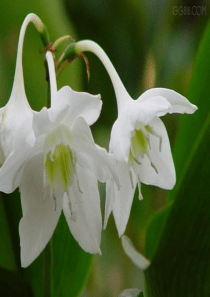 《百合花》ppt.解读