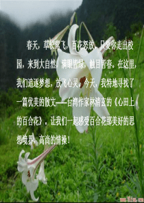 《心田上的百合花》