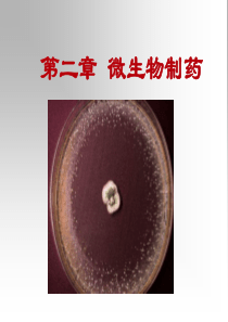 35微生物药物的发酵生产技术