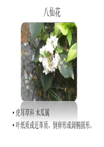 景观设计植物2