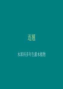 连翘