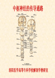 20中枢神经的传导通路1