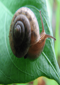 第14课 小蜗牛ppt