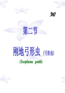 8弓形虫