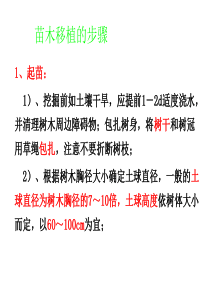 苗木移植的步骤