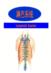 淋巴系统