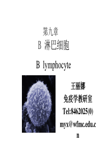 B 淋巴细胞