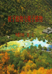 98被子植物与裸子植物