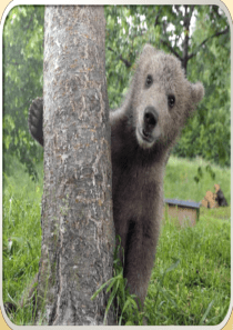 unit-6-wisdom-of-bear-wood