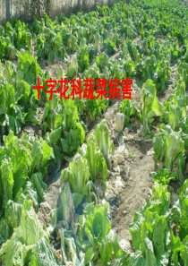 十字花科蔬菜病害
