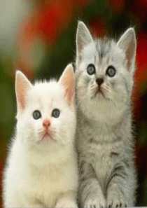 优质课郑振铎猫课件