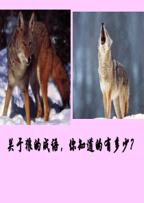 狼优秀课件