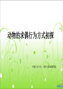 动物的求偶行为