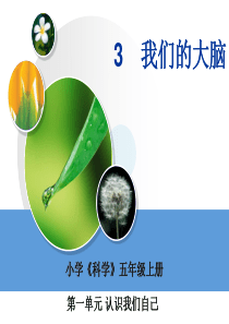 我们的大脑