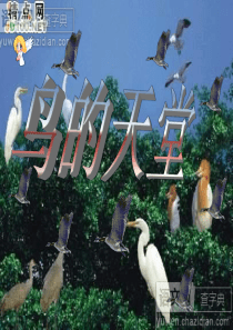 小学语文四年级上册鸟的天堂课件3