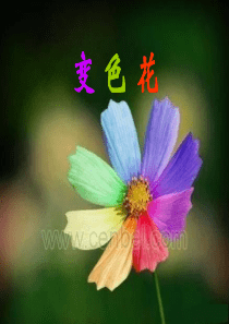 《变色花》PPT