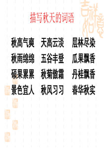 美丽的秋天(总分)作文课件