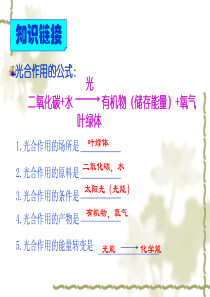 86绿色植物的呼吸作用课件