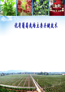 优质葡萄栽培主要关键技术