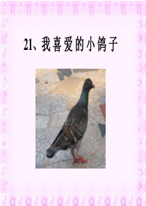 我喜爱的小鸽子