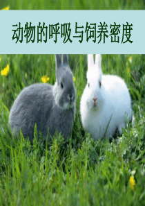 冀教版生物 8年级上册 第四单元 第三章 动物的呼吸与饲养密度