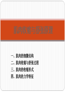 肌细胞的收缩与舒张原理