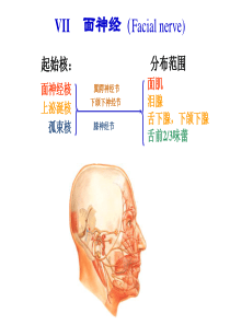 面神经解剖
