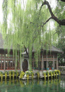 15青海高原一株柳