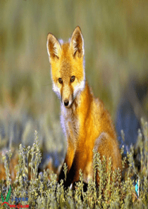 24《金色的脚印》优秀课件特殊