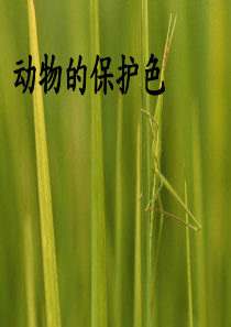33动物保护色