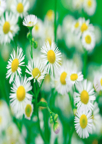 四年级下册触摸春天