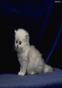 26猫一七年级语文下册第六单元