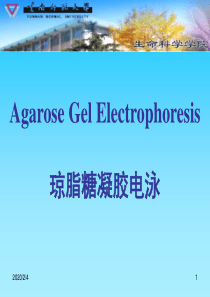02琼脂糖凝胶电泳