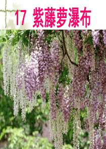公开课 紫藤萝瀑布模板