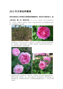 XXXX年月季品种整理