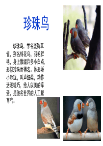 苏教版四年级语文上册21《珍珠鸟》