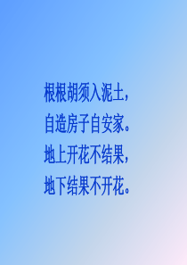 15.《落花生》ppt课件讲解