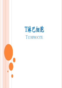 T淋巴细胞