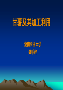 甘薯及其加工利用