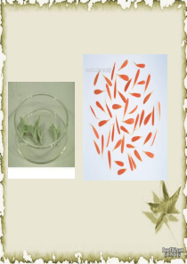 植物组织培养.ppt