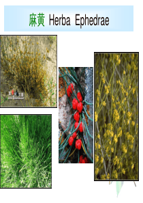 麻黄鉴别