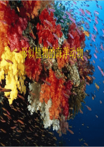 形似植物的海洋动物