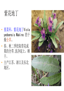 中药鉴定学全草类