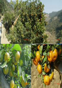 柑桔病害及防治