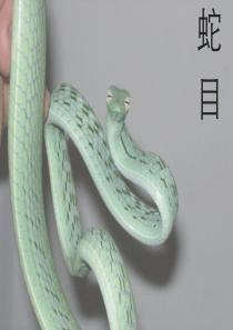 蛇目